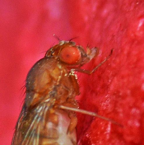 Drosophila immigrans